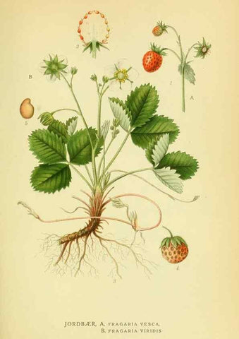 Reproducción/Reproduction 8147601850: Billeder af nordens flora,. København,G.E.C. Gad's forlag,1917-1927.
