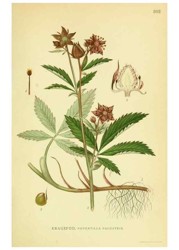 Reproducción/Reproduction 8147569739: Billeder af nordens flora,. København,G.E.C. Gad's forlag,1917-1927.