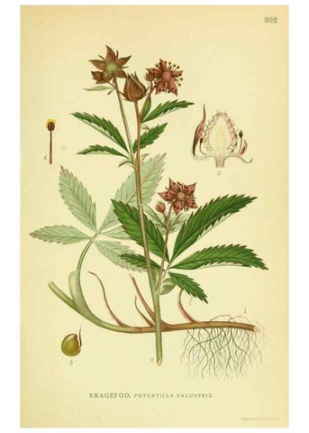 Reproducción/Reproduction 8147569739: Billeder af nordens flora,. København,G.E.C. Gad's forlag,1917-1927.