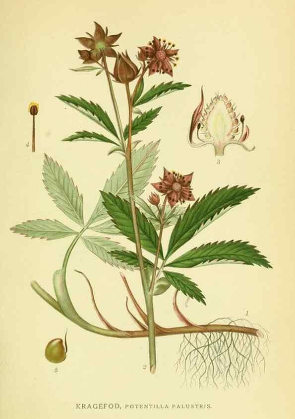 Reproducción/Reproduction 8147569739: Billeder af nordens flora,. København,G.E.C. Gad's forlag,1917-1927.