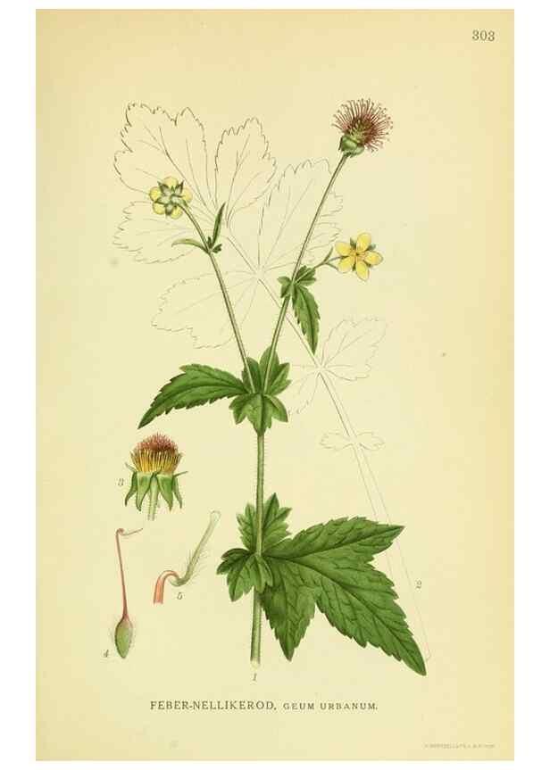 Reproducción/Reproduction 8147570223: Billeder af nordens flora,. København,G.E.C. Gad's forlag,1917-1927.