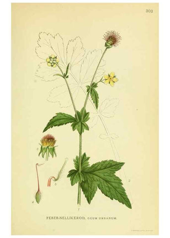 Reproducción/Reproduction 8147570223: Billeder af nordens flora,. København,G.E.C. Gad's forlag,1917-1927.