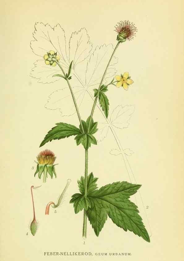 Reproducción/Reproduction 8147570223: Billeder af nordens flora,. København,G.E.C. Gad's forlag,1917-1927.