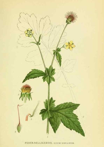 Reproducción/Reproduction 8147570223: Billeder af nordens flora,. København,G.E.C. Gad's forlag,1917-1927.