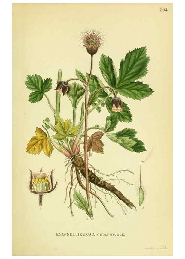 Reproducción/Reproduction 8147603142: Billeder af nordens flora,. København,G.E.C. Gad's forlag,1917-1927.
