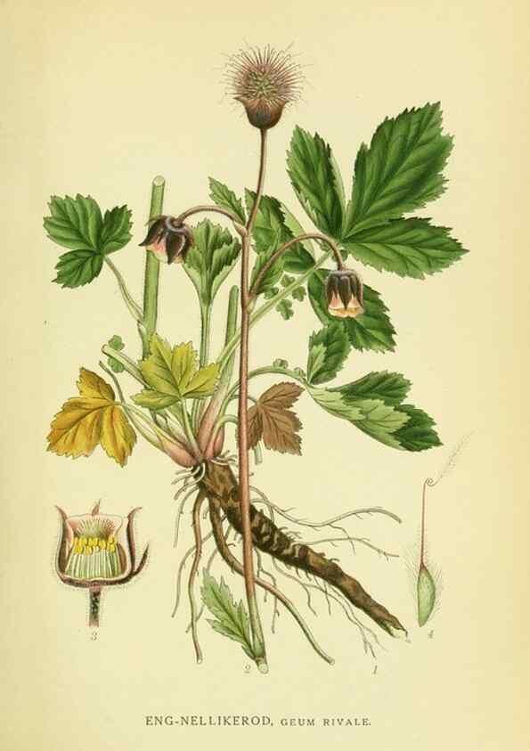 Reproducción/Reproduction 8147603142: Billeder af nordens flora,. København,G.E.C. Gad's forlag,1917-1927.