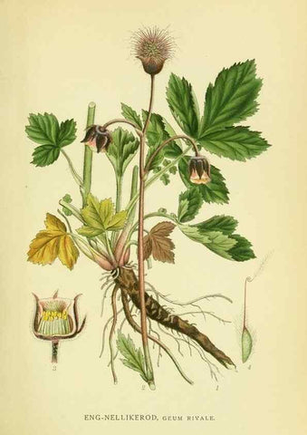 Reproducción/Reproduction 8147603142: Billeder af nordens flora,. København,G.E.C. Gad's forlag,1917-1927.