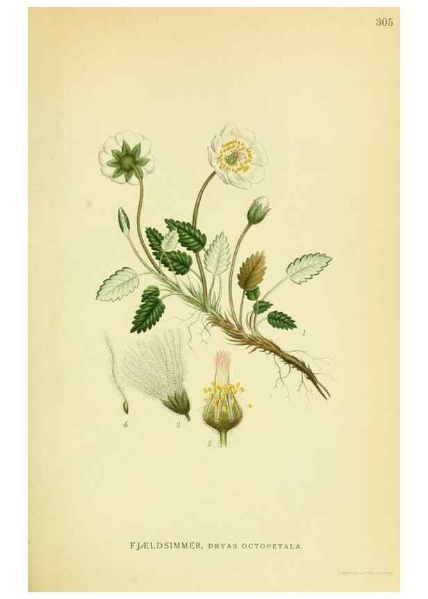 Reproducción/Reproduction 8147571033: Billeder af nordens flora,. København,G.E.C. Gad's forlag,1917-1927.
