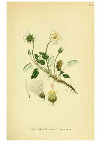 Reproducción/Reproduction 8147571033: Billeder af nordens flora,. København,G.E.C. Gad's forlag,1917-1927.