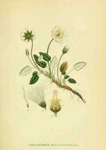 Reproducción/Reproduction 8147571033: Billeder af nordens flora,. København,G.E.C. Gad's forlag,1917-1927.