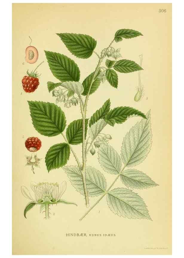Reproducción/Reproduction 8147571539: Billeder af nordens flora,. København,G.E.C. Gad's forlag,1917-1927.