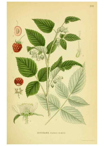 Reproducción/Reproduction 8147571539: Billeder af nordens flora,. København,G.E.C. Gad's forlag,1917-1927.