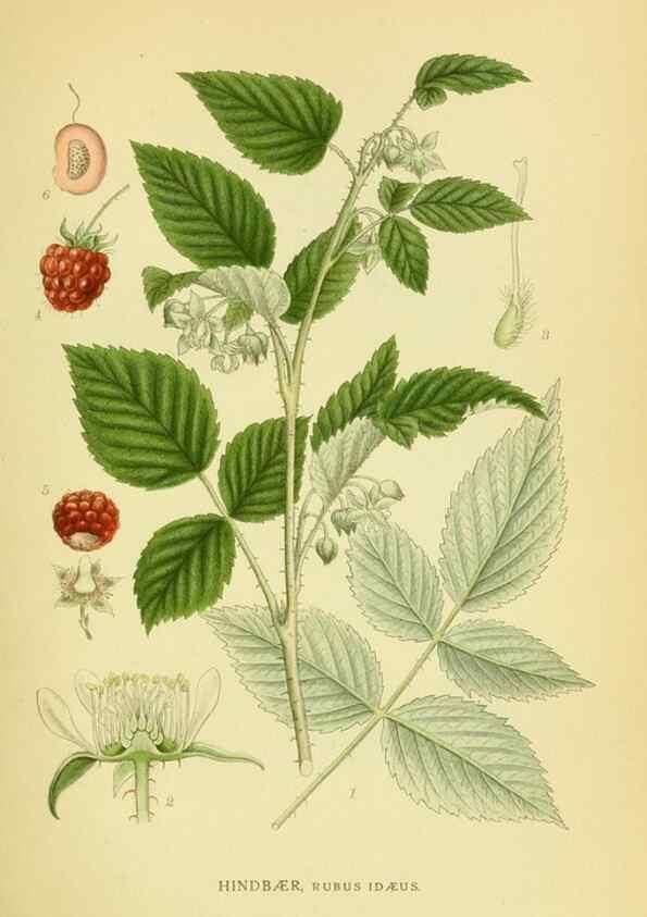 Reproducción/Reproduction 8147571539: Billeder af nordens flora,. København,G.E.C. Gad's forlag,1917-1927.