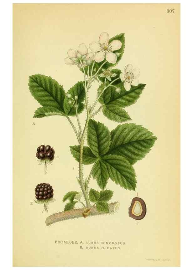 Reproducción/Reproduction 8147604516: Billeder af nordens flora,. København,G.E.C. Gad's forlag,1917-1927.