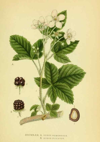 Reproducción/Reproduction 8147604516: Billeder af nordens flora,. København,G.E.C. Gad's forlag,1917-1927.