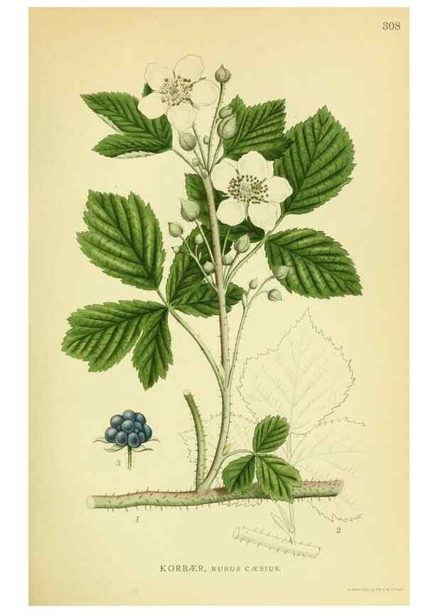 Reproducción/Reproduction 8147604998: Billeder af nordens flora,. København,G.E.C. Gad's forlag,1917-1927.