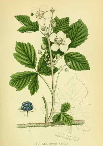 Reproducción/Reproduction 8147604998: Billeder af nordens flora,. København,G.E.C. Gad's forlag,1917-1927.