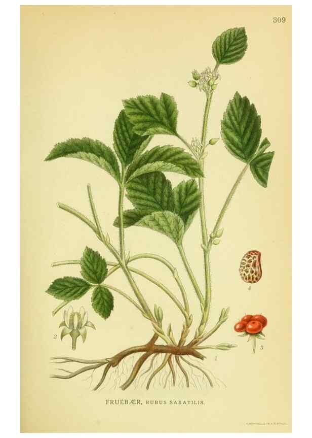Reproducción/Reproduction 8147572941: Billeder af nordens flora,. København,G.E.C. Gad's forlag,1917-1927.
