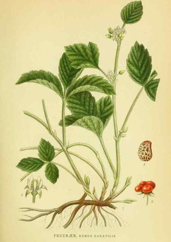 Reproducción/Reproduction 8147572941: Billeder af nordens flora,. København,G.E.C. Gad's forlag,1917-1927.