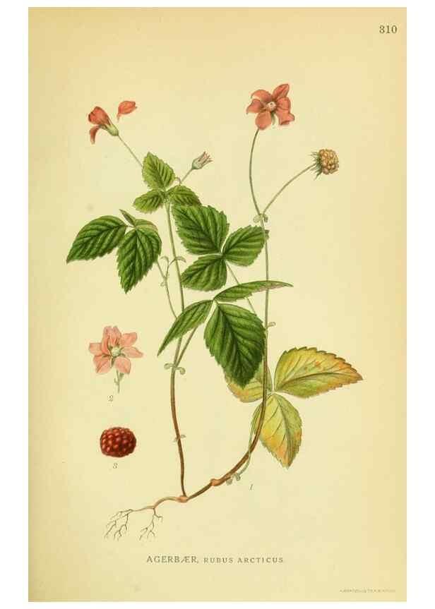 Reproducción/Reproduction 8147573445: Billeder af nordens flora,. København,G.E.C. Gad's forlag,1917-1927.