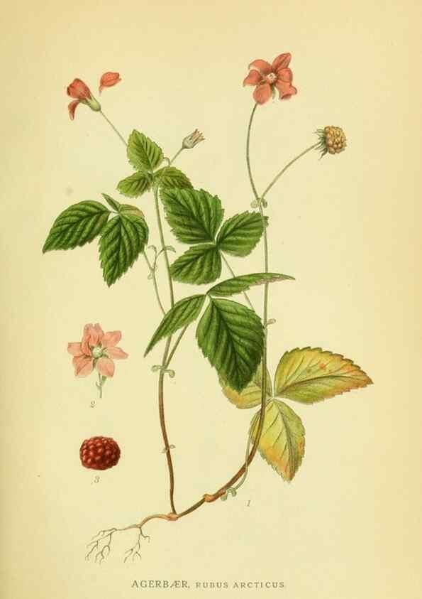Reproducción/Reproduction 8147573445: Billeder af nordens flora,. København,G.E.C. Gad's forlag,1917-1927.