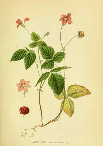 Reproducción/Reproduction 8147573445: Billeder af nordens flora,. København,G.E.C. Gad's forlag,1917-1927.