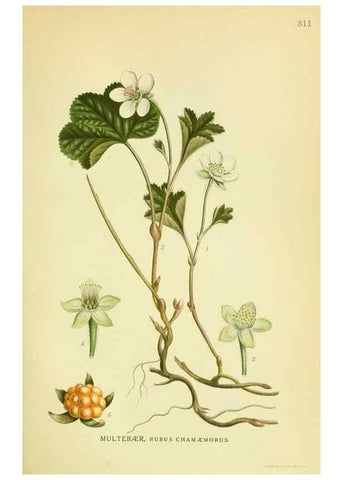 Reproducción/Reproduction 8147606242: Billeder af nordens flora,. København,G.E.C. Gad's forlag,1917-1927.