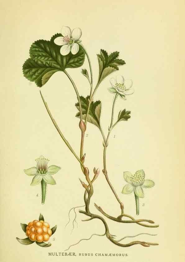 Reproducción/Reproduction 8147606242: Billeder af nordens flora,. København,G.E.C. Gad's forlag,1917-1927.