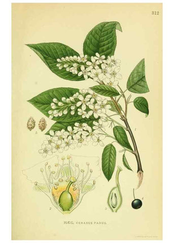 Reproducción/Reproduction 8147574299: Billeder af nordens flora,. København,G.E.C. Gad's forlag,1917-1927.