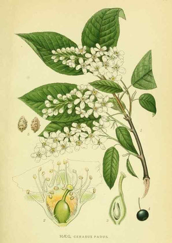 Reproducción/Reproduction 8147574299: Billeder af nordens flora,. København,G.E.C. Gad's forlag,1917-1927.