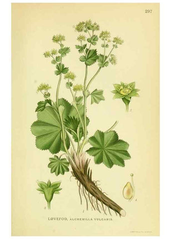 Reproducción/Reproduction 8147599902: Billeder af nordens flora,. København,G.E.C. Gad's forlag,1917-1927.