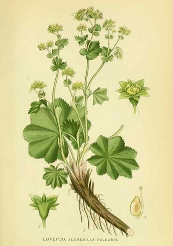 Reproducción/Reproduction 8147599902: Billeder af nordens flora,. København,G.E.C. Gad's forlag,1917-1927.