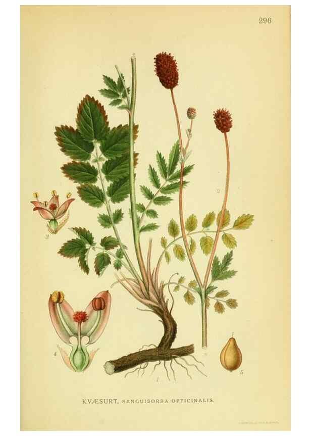 Reproducción/Reproduction 8147599240: Billeder af nordens flora,. København,G.E.C. Gad's forlag,1917-1927.