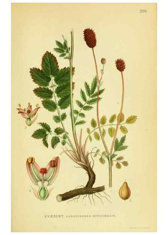 Reproducción/Reproduction 8147599240: Billeder af nordens flora,. København,G.E.C. Gad's forlag,1917-1927.