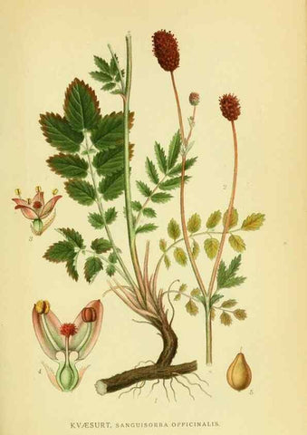 Reproducción/Reproduction 8147599240: Billeder af nordens flora,. København,G.E.C. Gad's forlag,1917-1927.