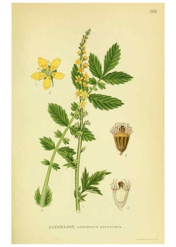 Reproducción/Reproduction 8147598758: Billeder af nordens flora,. København,G.E.C. Gad's forlag,1917-1927.