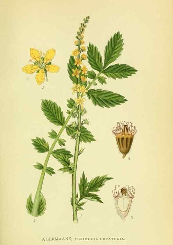 Reproducción/Reproduction 8147598758: Billeder af nordens flora,. København,G.E.C. Gad's forlag,1917-1927.