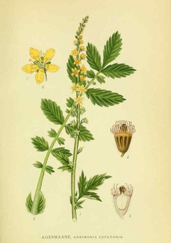 Reproducción/Reproduction 8147598758: Billeder af nordens flora,. København,G.E.C. Gad's forlag,1917-1927.