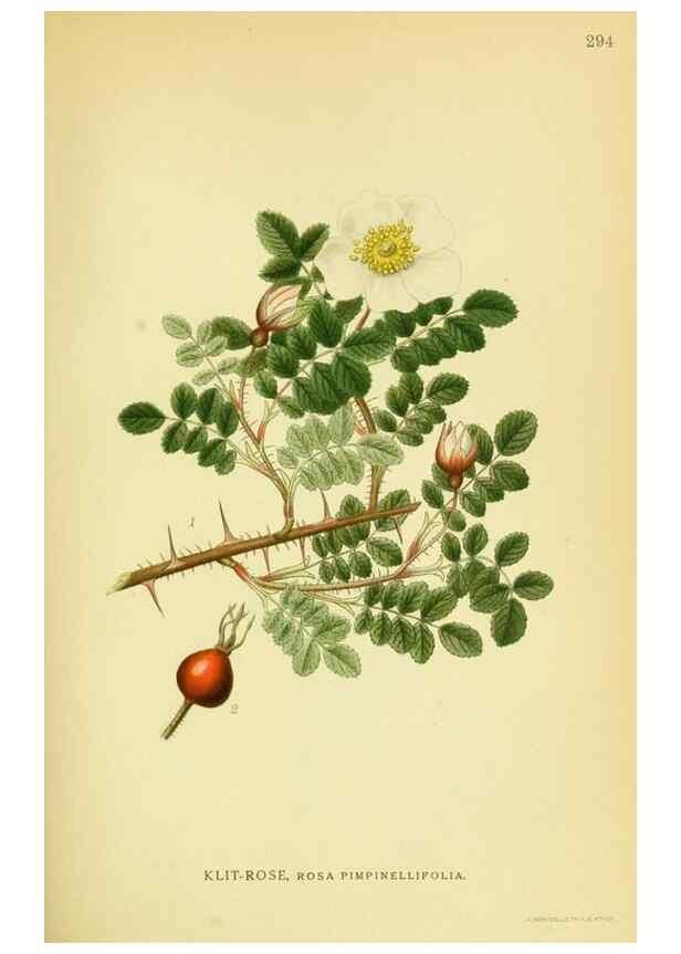 Reproducción/Reproduction 8147598234: Billeder af nordens flora,. København,G.E.C. Gad's forlag,1917-1927.