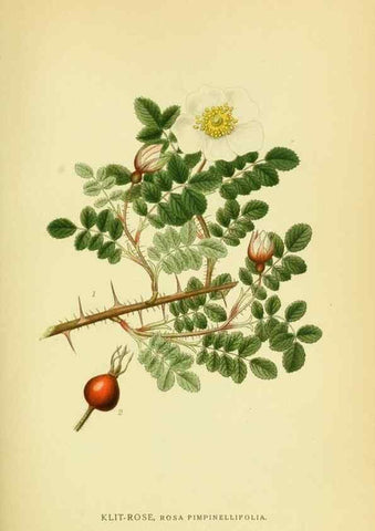 Reproducción/Reproduction 8147598234: Billeder af nordens flora,. København,G.E.C. Gad's forlag,1917-1927.