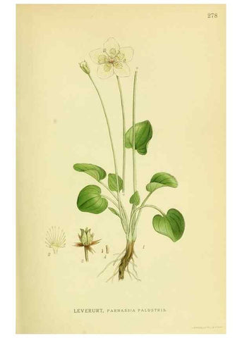 Reproducción/Reproduction 8147557493: Billeder af nordens flora,. København,G.E.C. Gad's forlag,1917-1927.