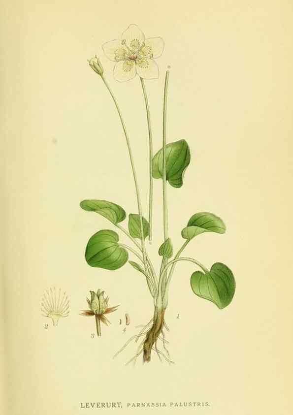 Reproducción/Reproduction 8147557493: Billeder af nordens flora,. København,G.E.C. Gad's forlag,1917-1927.