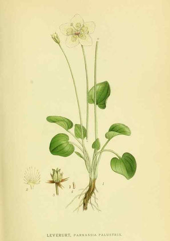 Reproducción/Reproduction 8147557493: Billeder af nordens flora,. København,G.E.C. Gad's forlag,1917-1927.