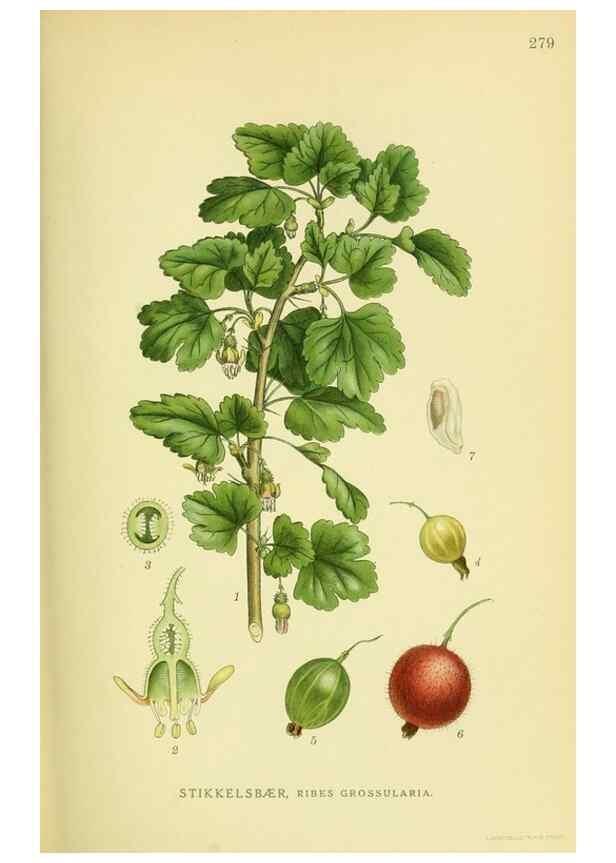 Reproducción/Reproduction 8147590586: Billeder af nordens flora,. København,G.E.C. Gad's forlag,1917-1927.