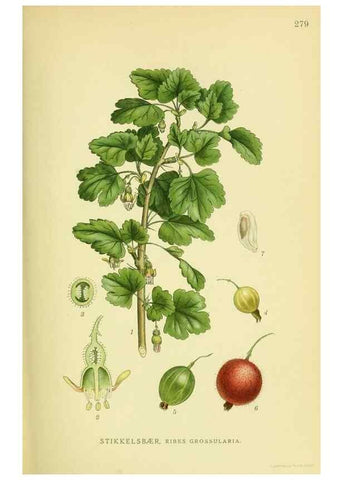 Reproducción/Reproduction 8147590586: Billeder af nordens flora,. København,G.E.C. Gad's forlag,1917-1927.