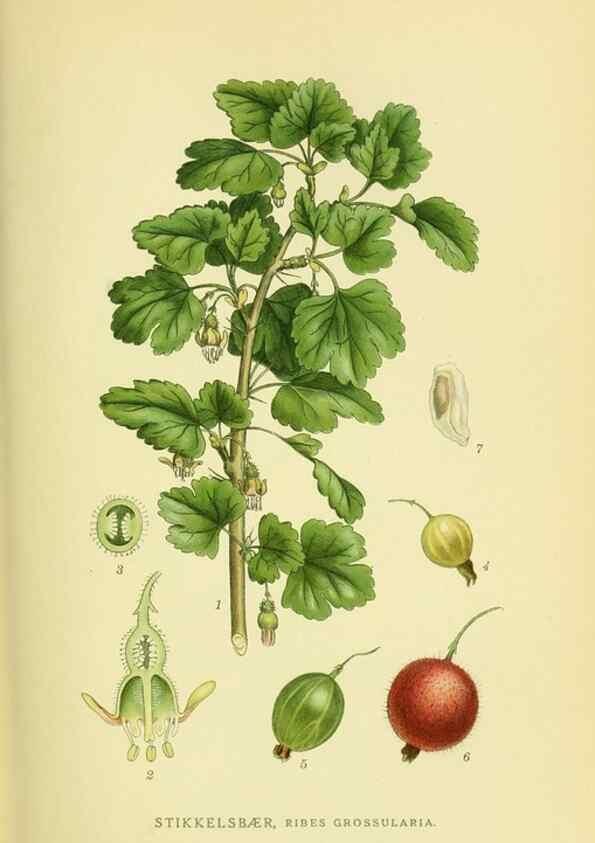 Reproducción/Reproduction 8147590586: Billeder af nordens flora,. København,G.E.C. Gad's forlag,1917-1927.