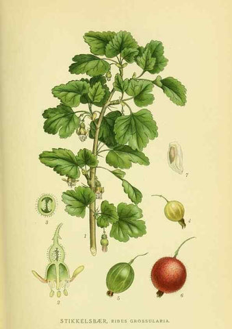 Reproducción/Reproduction 8147590586: Billeder af nordens flora,. København,G.E.C. Gad's forlag,1917-1927.