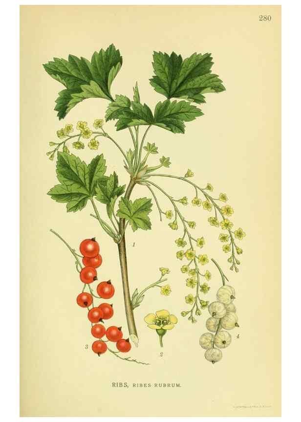 Reproducción/Reproduction 8147558331: Billeder af nordens flora,. København,G.E.C. Gad's forlag,1917-1927.