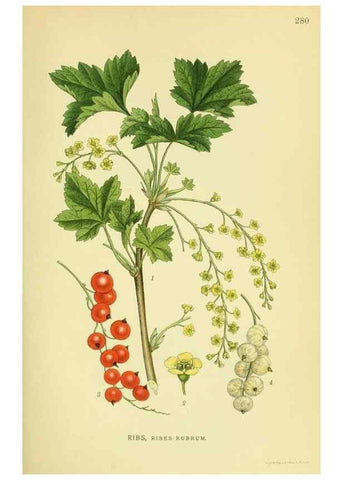 Reproducción/Reproduction 8147558331: Billeder af nordens flora,. København,G.E.C. Gad's forlag,1917-1927.