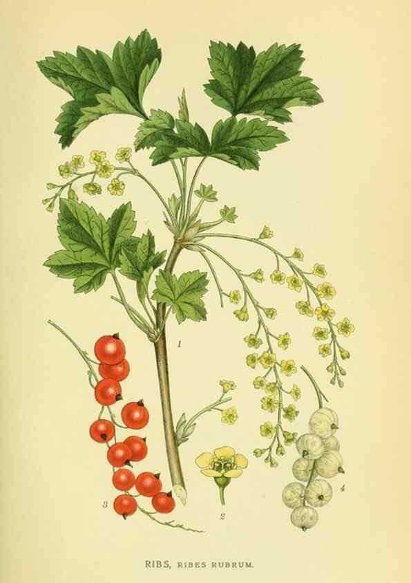 Reproducción/Reproduction 8147558331: Billeder af nordens flora,. København,G.E.C. Gad's forlag,1917-1927.